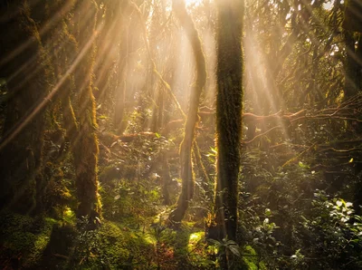 Mossy forest at Mount Dulang-Dulang